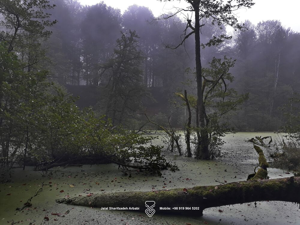 مرداب دریوک